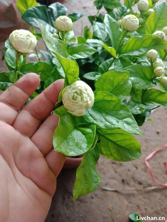 夏天养茉莉，记住“5不缺”，开花“无敌多”