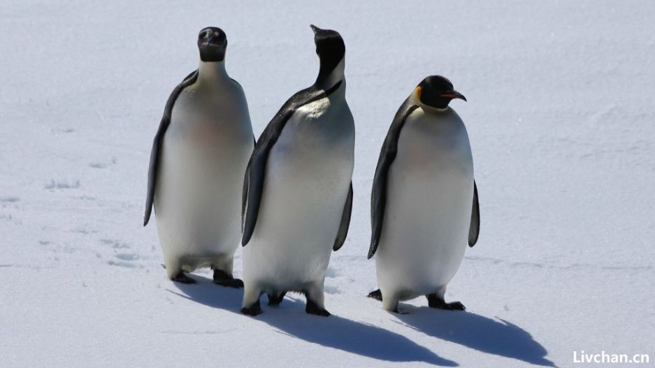 南极大陆首次发现禽流感病毒 企鹅生存受到威胁