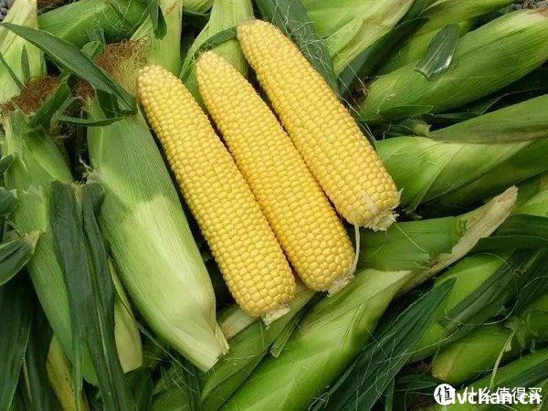 玉米须，是最适合伏天的“茶”，利湿热、降三高，不花一分钱！