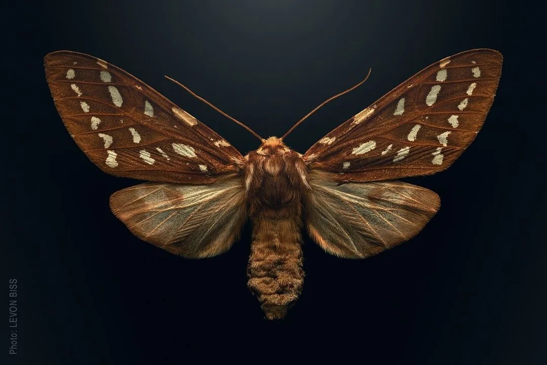 英国摄影师莱文·比斯把昆虫放大了500倍，让我们看到濒临灭绝的美