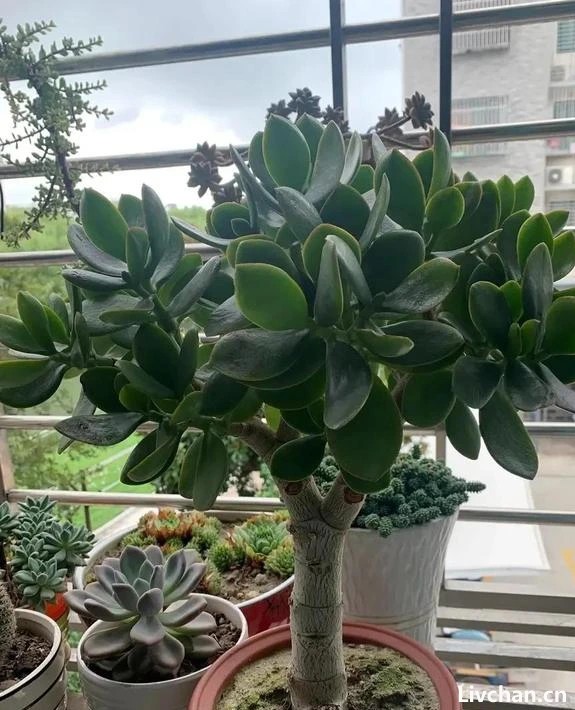 这4种花越剪长得越旺，千万别舍不得