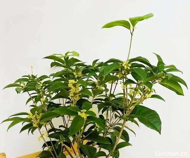 3种花是“杀菌王”，家里有1盆，角落也“干净”！