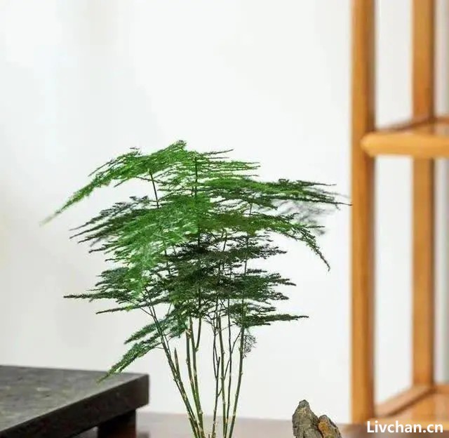 3种花是“杀菌王”，家里有1盆，角落也“干净”！