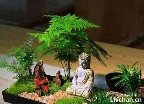 天生“怕晒”的7种花,晒太阳容易黄叶,放阴凉地反而绿油油的