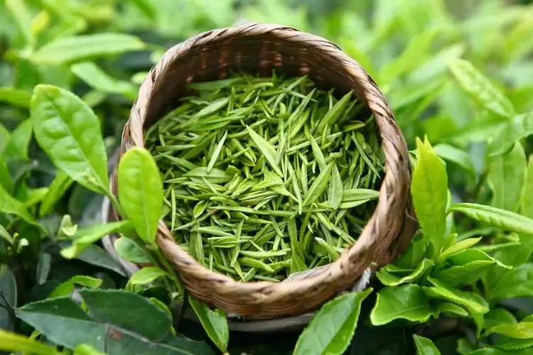 大叔胃癌晚期，平时常喝茶爱运动，医生提示：喝茶不当导致