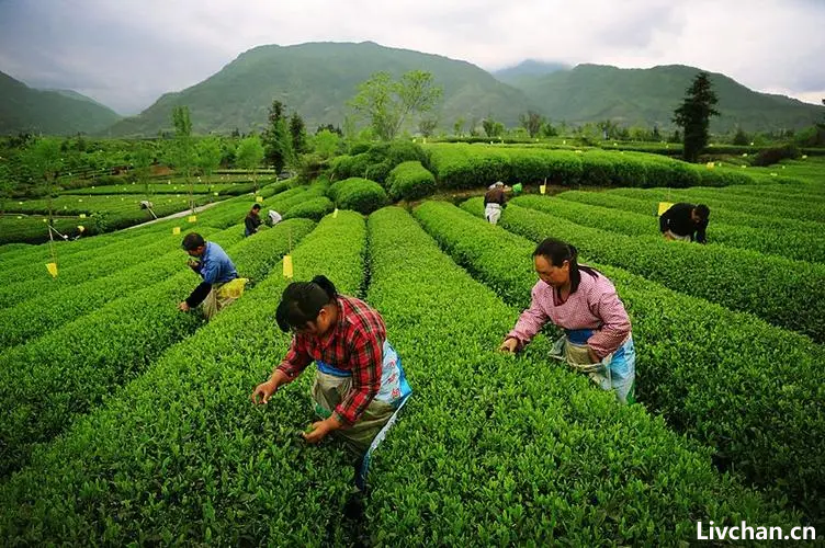 茶文化知识大全