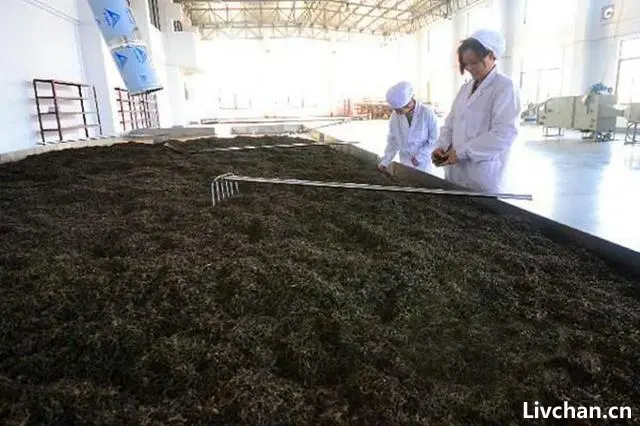 茶文化知识大全