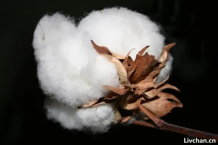 服装知识大全 服装知识大全