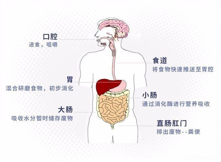 人体器官知识大全