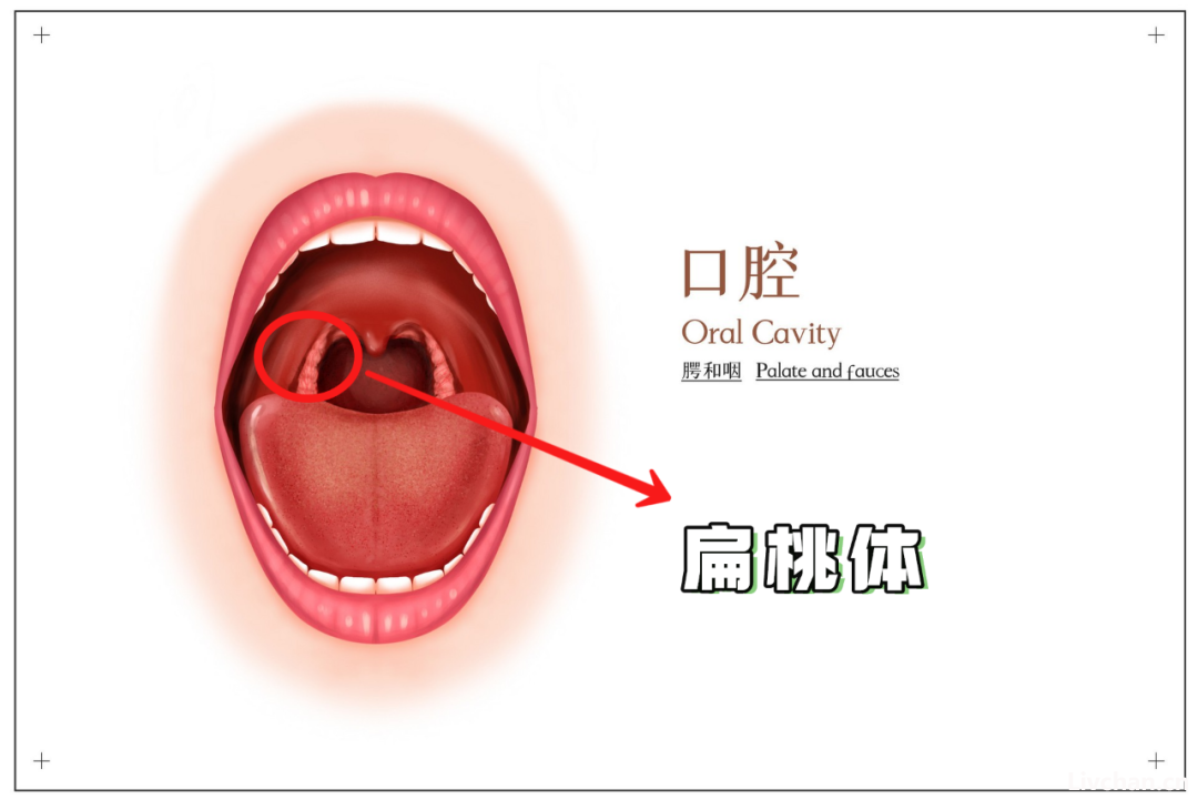 人体器官知识大全