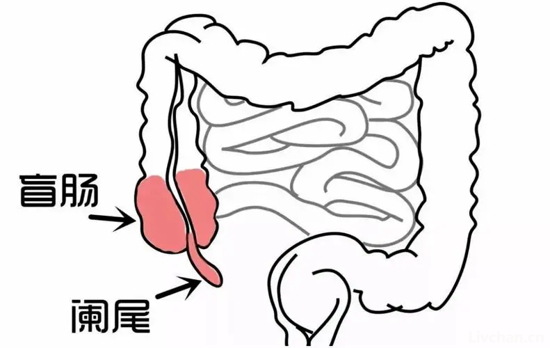 人体器官知识大全
