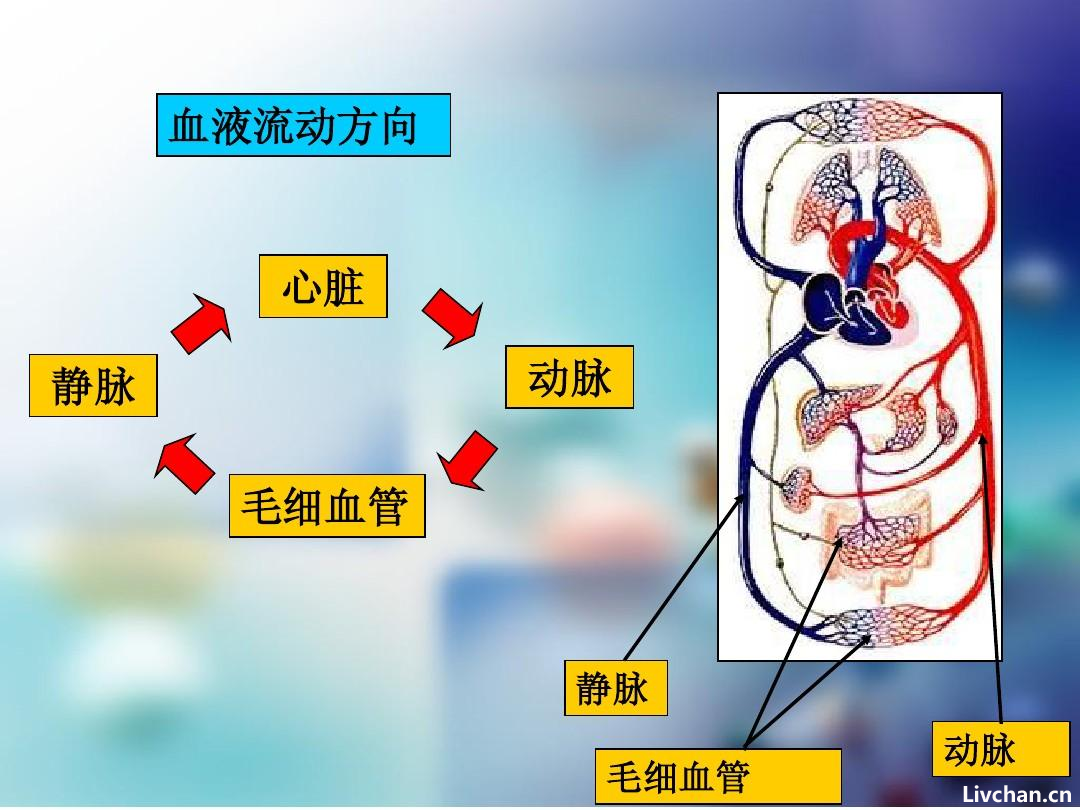 人体器官知识大全