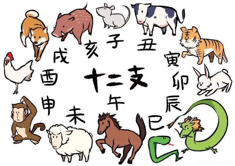 生肖知识大全