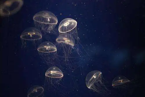  海洋知识大全  