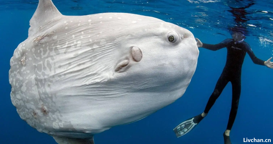  海洋知识大全  