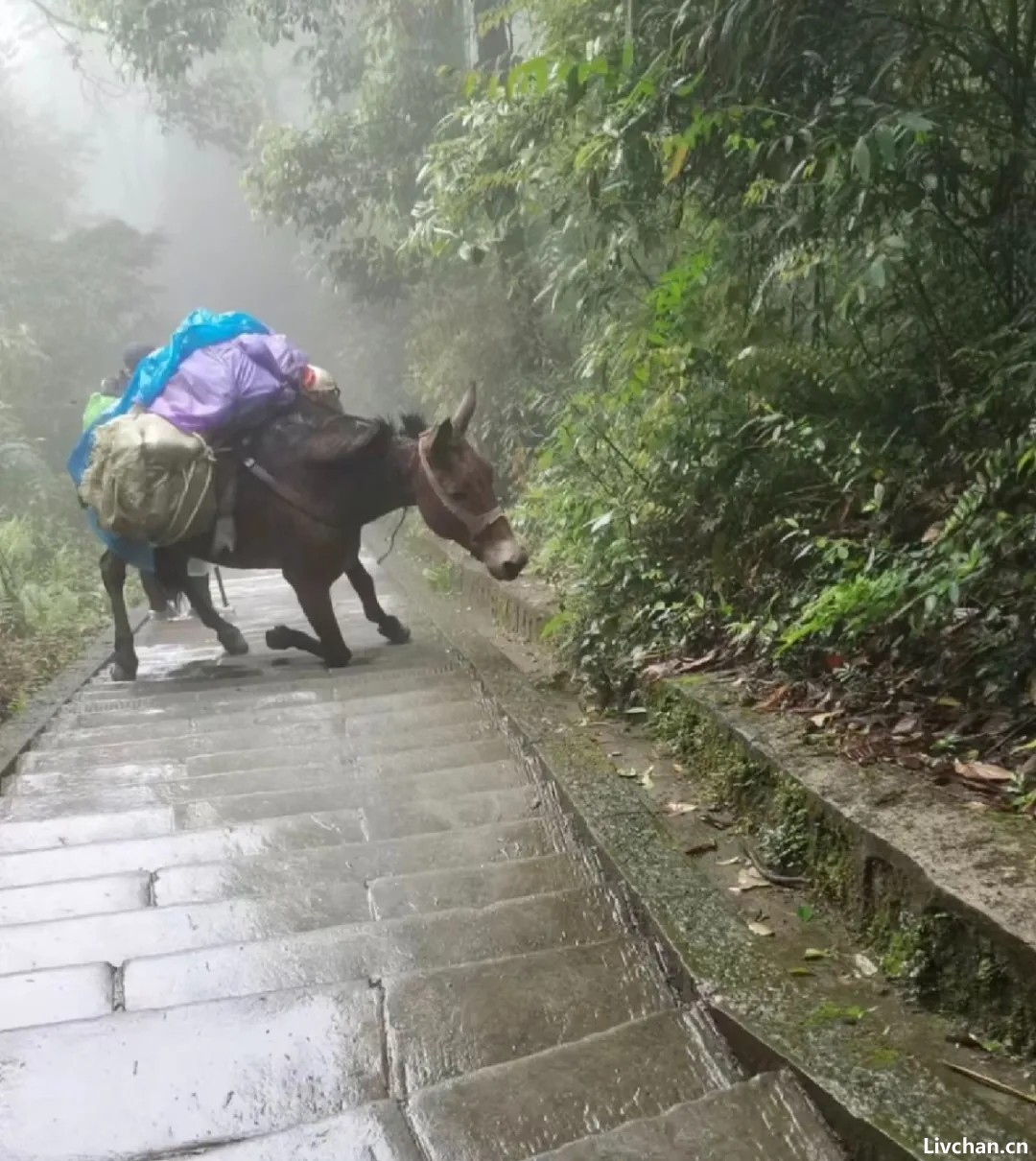 峨眉山 一个信佛的地方能干出这种事？？