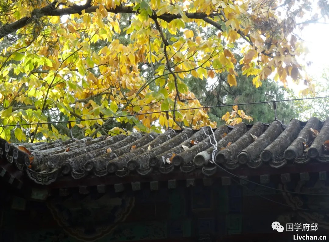暮蝉,就是最美的夏末秋初诗词 暮蝉,就是最美的夏末秋初诗词