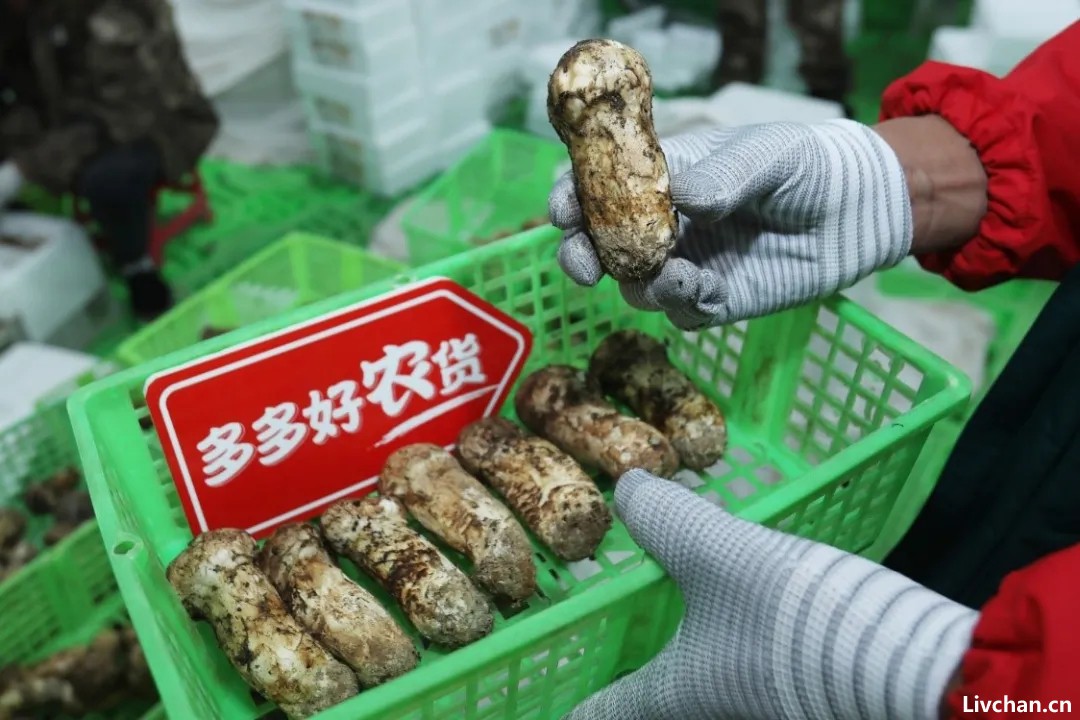 拾菌如猎，为了一顿松茸得有多拼？
