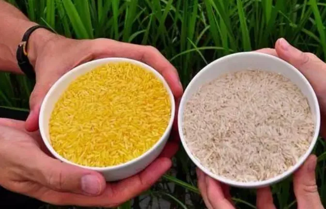 转基因问题的根源，在于我们没有种子