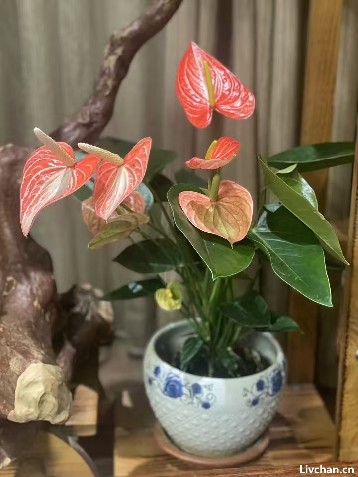 高灵性的人，根本不适合生活在底层