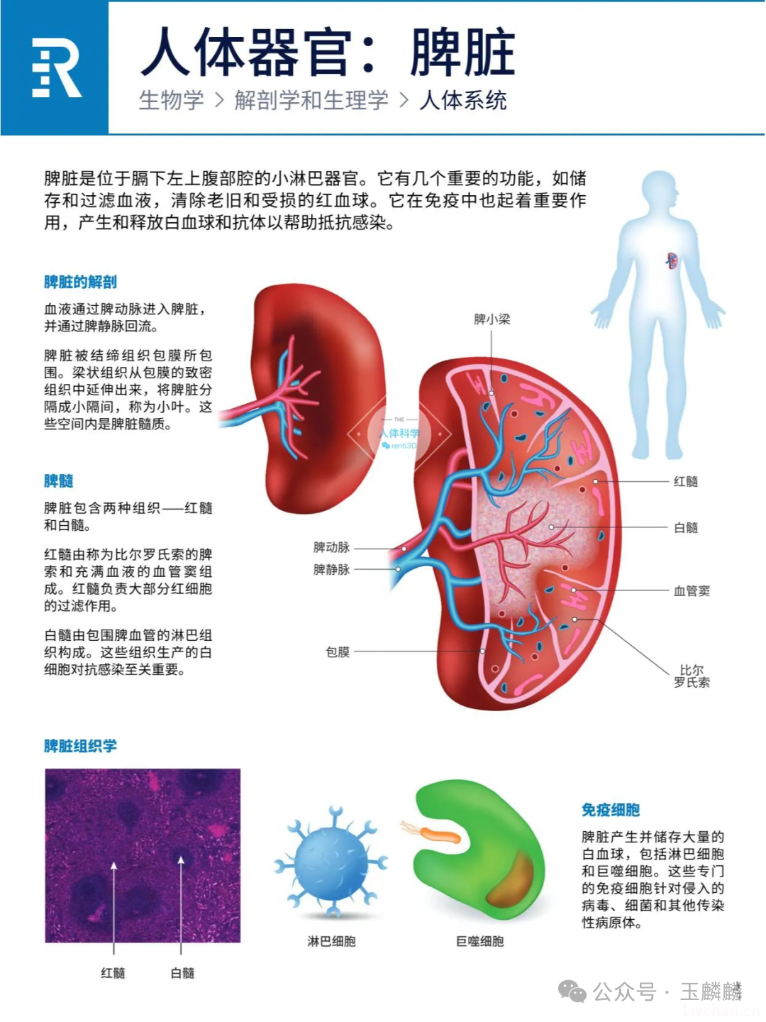 人体器官之心肝脾肺肾胰功能简介