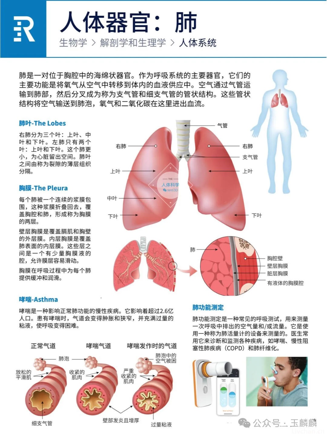 人体器官之心肝脾肺肾胰功能简介