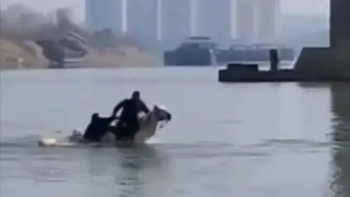 在仙桃市救人的英雄白马不幸病故，主人回应其离世：我们尽力了