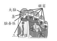头面部疾病-偏头痛