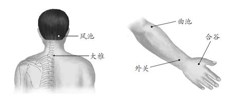心肺部疾病-感冒