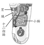 腹部疾病-胃炎