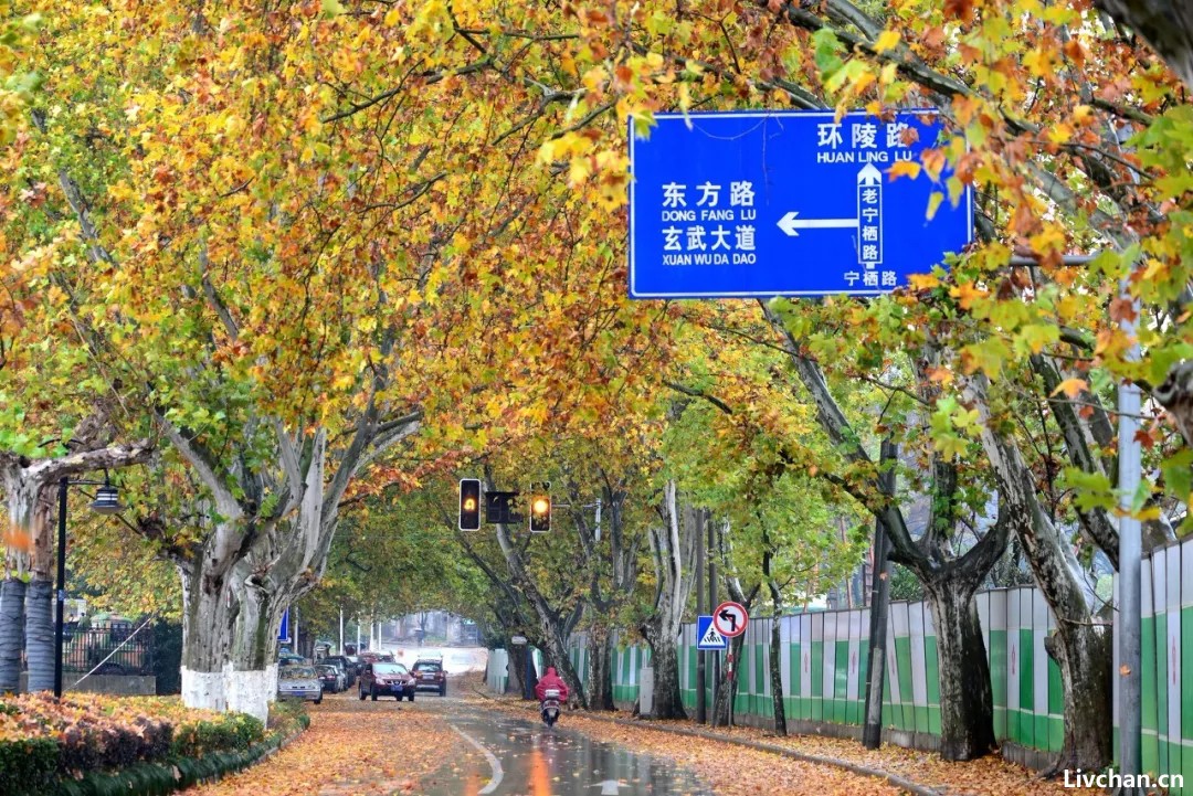 一入秋，你该去南京一趟了！