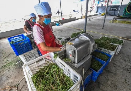 维生素C是西梅的16倍，还高钙高蛋白质！这种菜现在吃正好