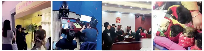 170多人报案：高价买的宠物，7天就死