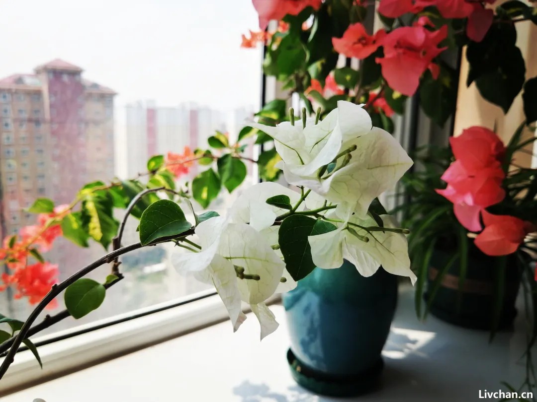 6首史上水平最高的《一剪梅》