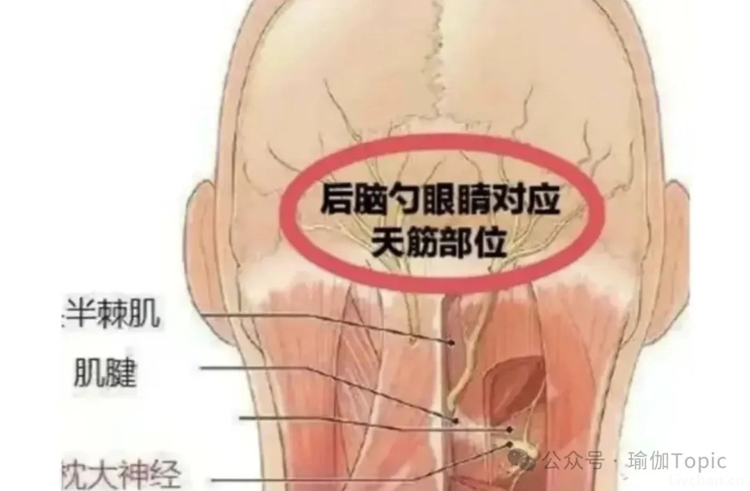 每天揉开后脑勺这条筋，梳理肝气，缓解眼部干涩，让双眼更明亮！