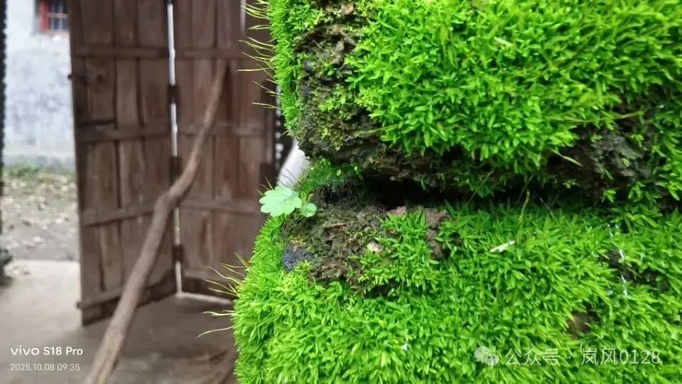 秋雨绵绵秋意长