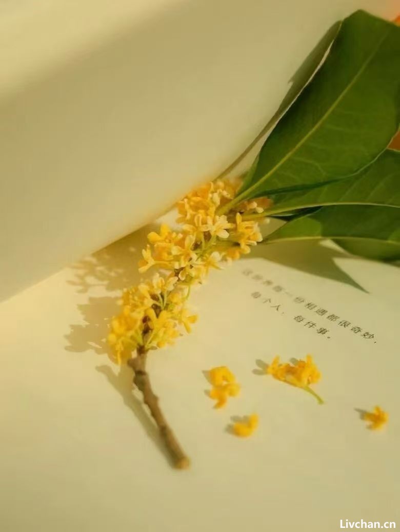 《鬼谷子》：你越像反派，人生就越顺