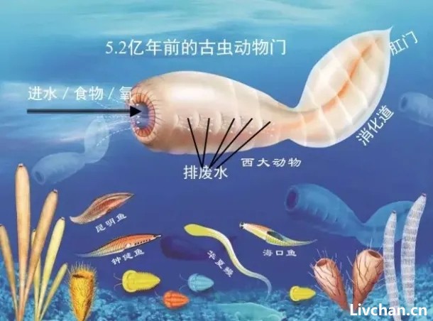 人类的祖先，被昆虫的老祖宗当点心吃了几亿年