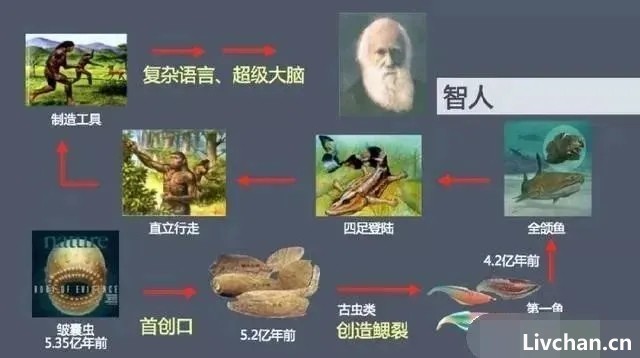人类的祖先,被昆虫的老祖宗当点心吃了几亿年